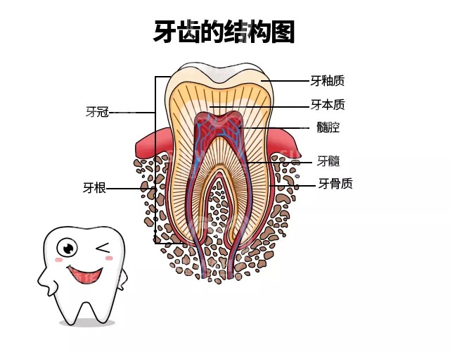 牙齿由哪几部分构成