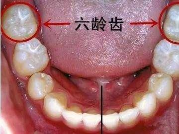 什么是六龄牙及六龄牙的功能